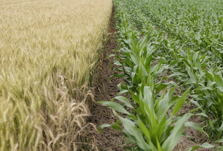 Prediction of Seasonal Climate and Agriculture